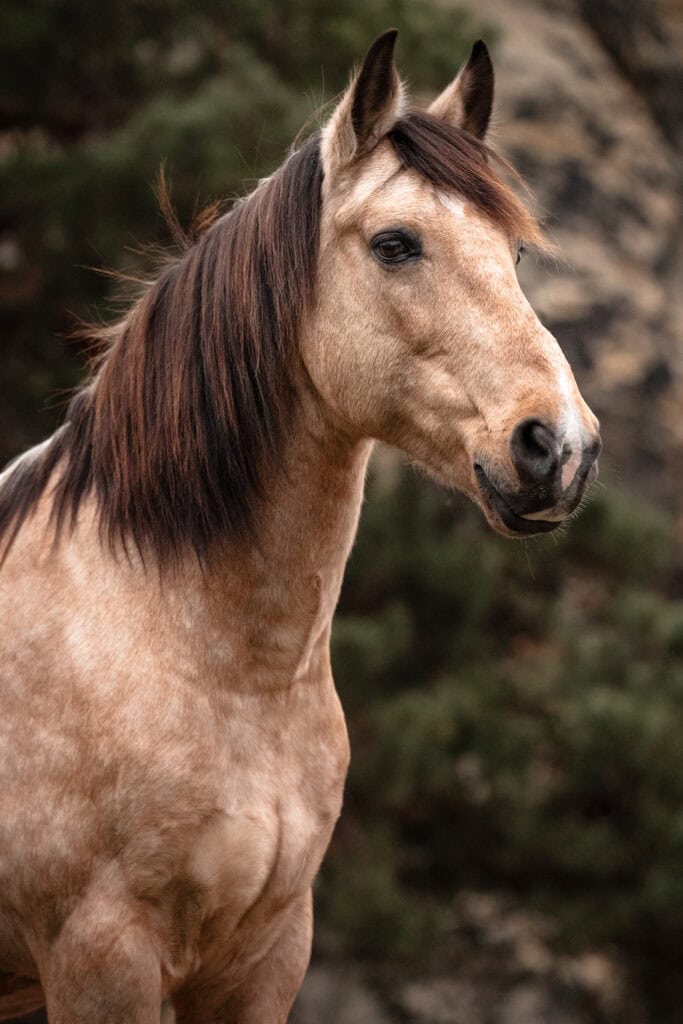 Pferd mit braunem Fell und dunklem Mähne, Naturhintergrund, professionelle Tierfotografie.