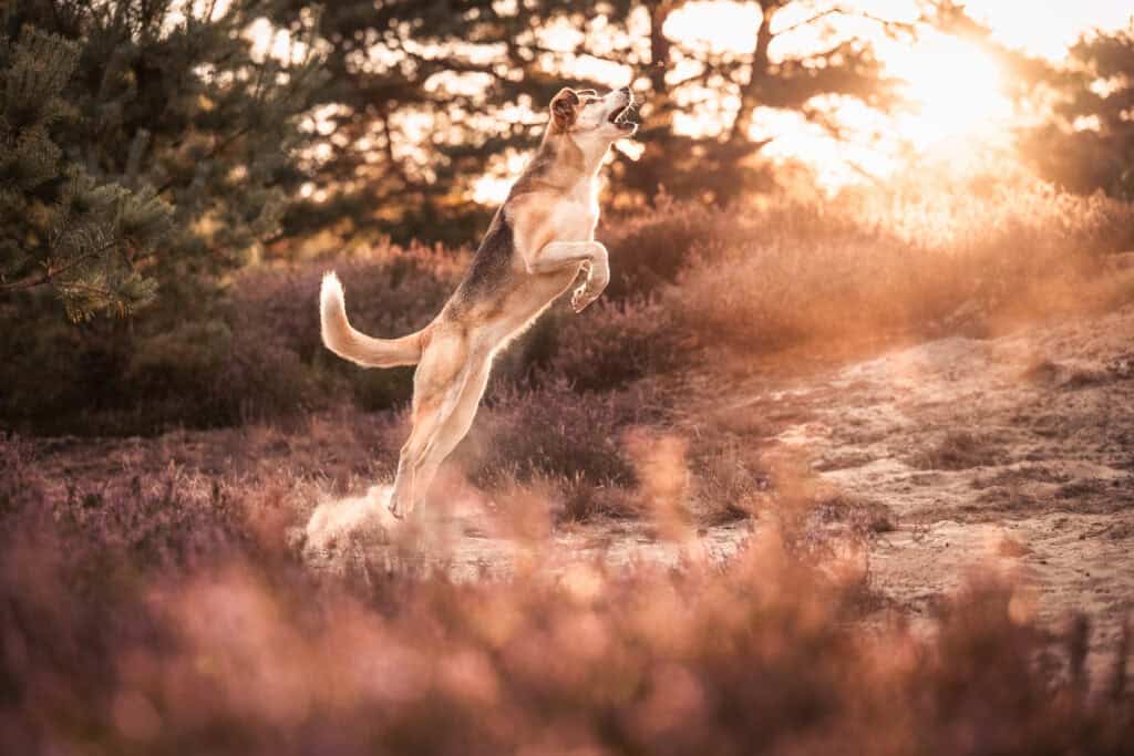 Hund springt im Sonnenlicht in der Natur.