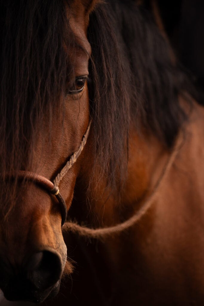 Pferdeporträt, Nahaufnahme, braunes Pferd, Tierfotografie, Alena Süßenbach.